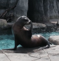 sealion
